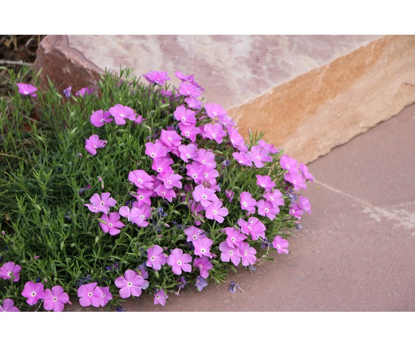 Santa Fe Phlox